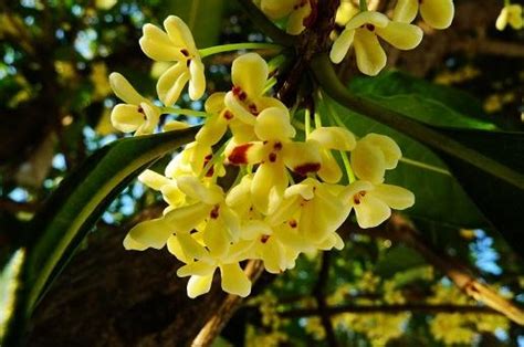 桂花幾月開花